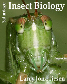  Insect Biology 